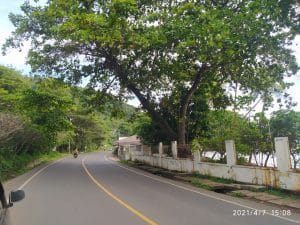 Angin Kencang! waspada pohon Tumbang,Aparat terkait diminta bertindak.