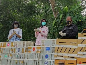 2078 Ekor berbagai jenis satwa burung diamankan Jajaran satreskrim Polres Cilegon