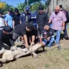 Bentuk Senergitas, PWI Banten dan SMSI Banten Potong Dua Sapi Dari Gubernur dan Kapolda Banten.