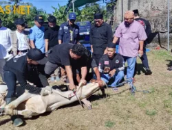 Bentuk Senergitas, PWI Banten dan SMSI Banten Potong Dua Sapi Dari Gubernur dan Kapolda Banten.