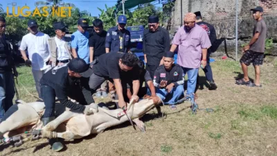 Bentuk Senergitas, PWI Banten dan SMSI Banten Potong Dua Sapi Dari Gubernur dan Kapolda Banten.